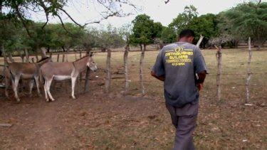 donkey sex porn|Hot cunt blonde getting fucked deep by a donkey.